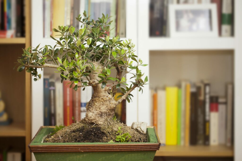 Scopri i bonsai olivo