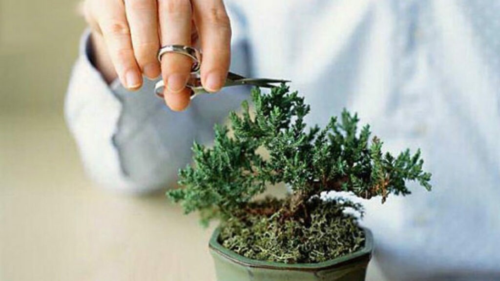 Come potare i bonsai