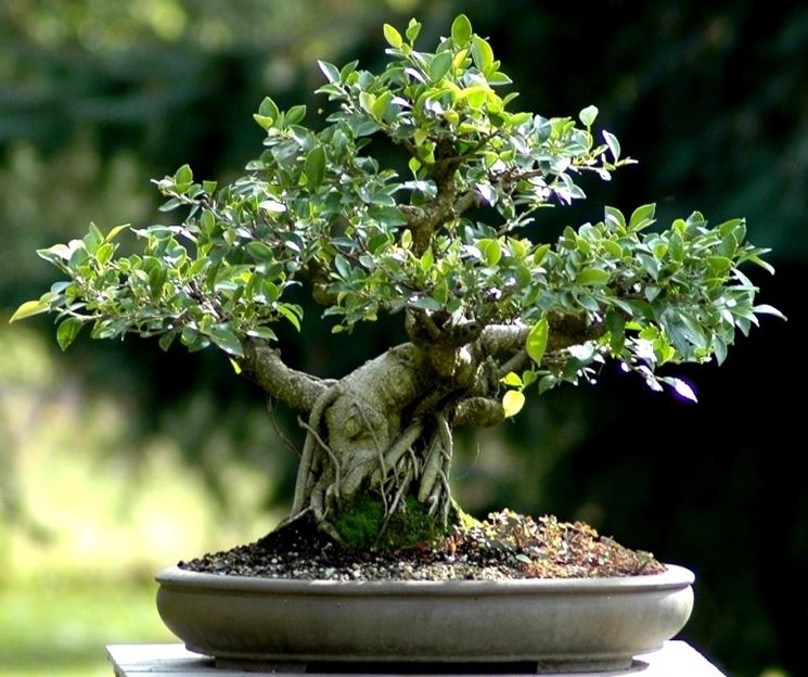 Scopri il nostro Bonsai Ficus