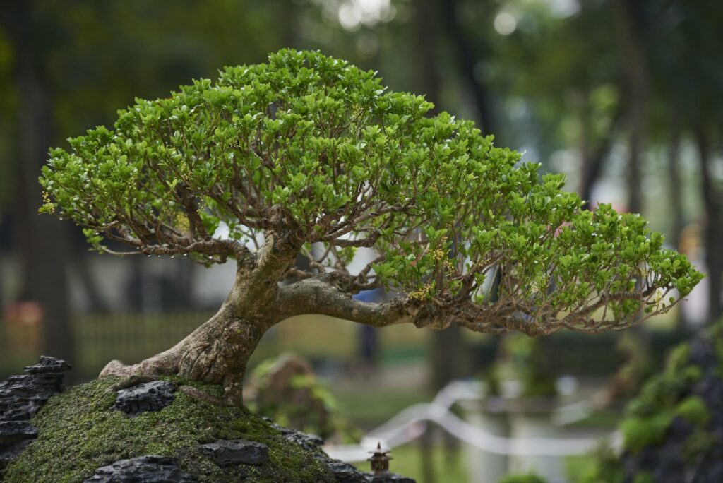 Bonsai Tree In Close Up View