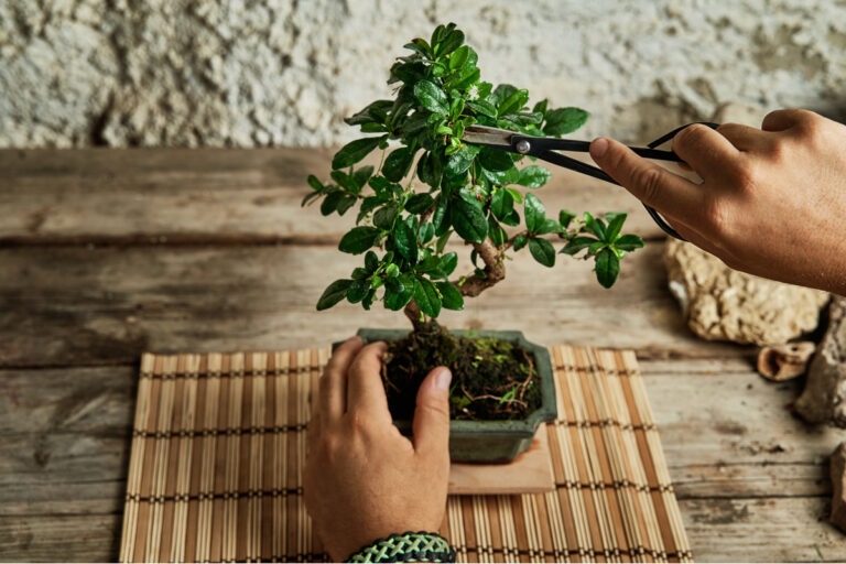 Il bonsai significato