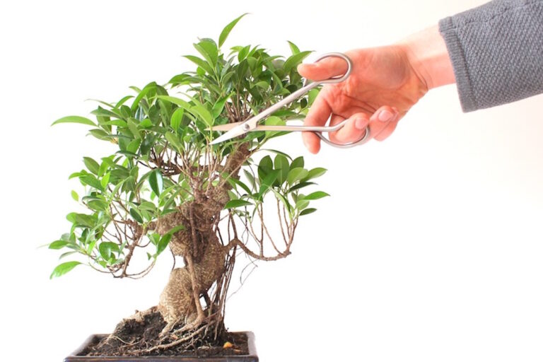 Come potare il bonsai